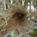 An old hollowed out tree provides valuable wildlife habitat