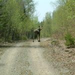 A surprised look from a young moose on the Gunbarrel Road