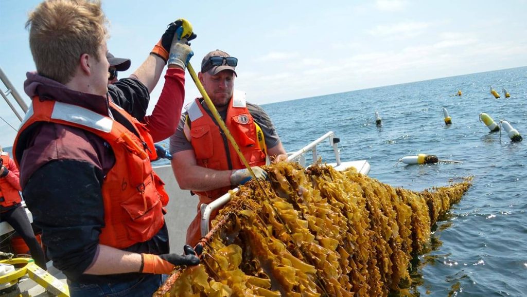 A photo of two people on a boat measuring kelp