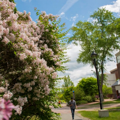 Spring Flowers