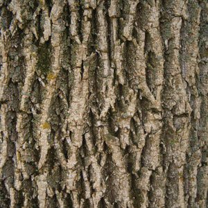 Detail image of tree bark with deep crevices.