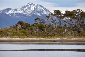 Bird tasing off from the water in front of trees and mountainscape