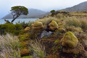 moss covered rocks and greenery