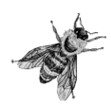 Grayscale drawing of a honey bee.