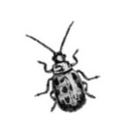 Grayscale drawing of a beetle.