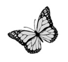 Grayscale drawing of a butterfly.