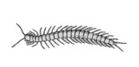 Grayscale drawing of a centipede.