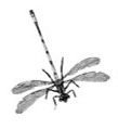 Grayscale drawing of a dragonfly.