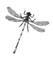 Grayscale drawing of a dragonfly.