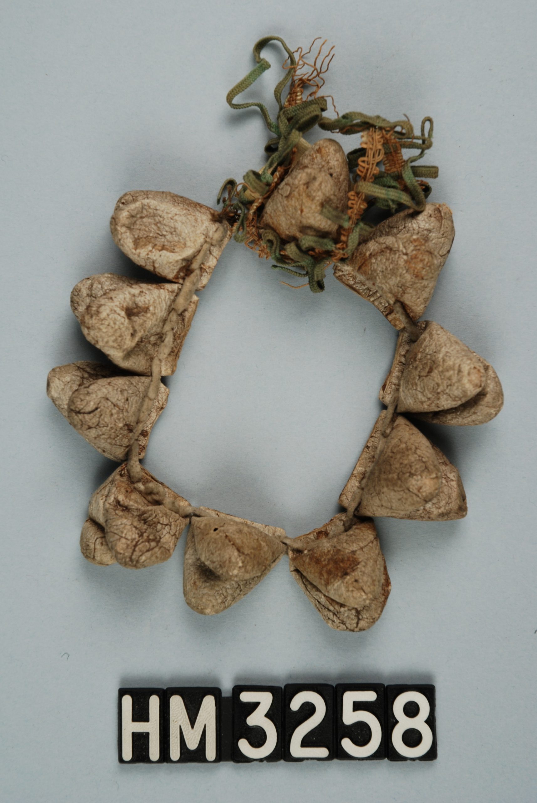 Image of a bracelet made of sac-shaped cocoons in a ring and attached at the end with green ribbon.