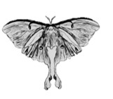 Grayscale drawing of a luna moth.