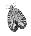 Grayscale drawing of a moth.