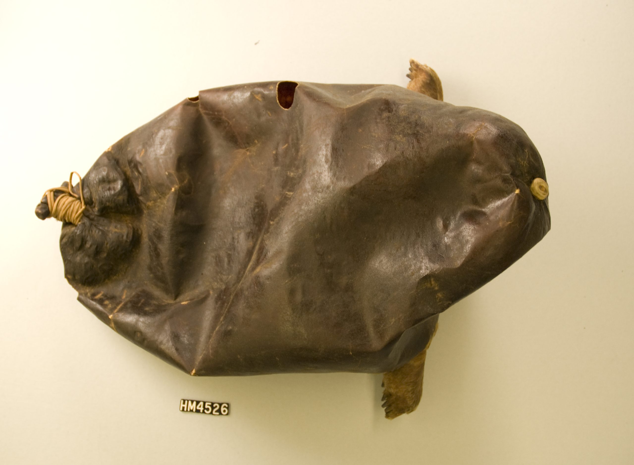 Image of an object that looks like a balloon made of a seal skin with the head, rear fins, and hair removed.