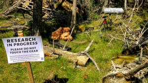 Sign reads research in progress in woods next to big microphone