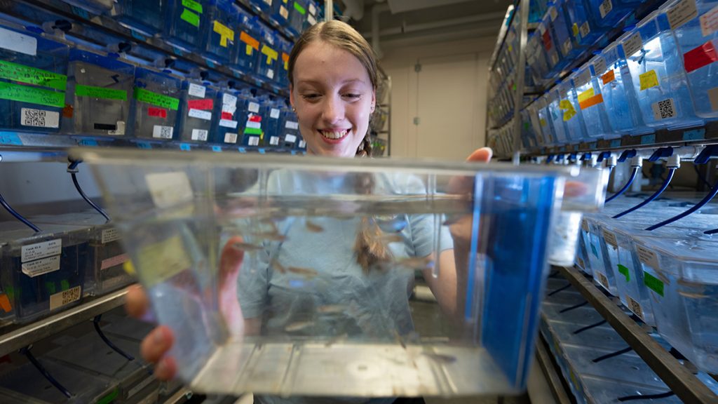 A student holds a tank of zebrafish in a UMaine lab