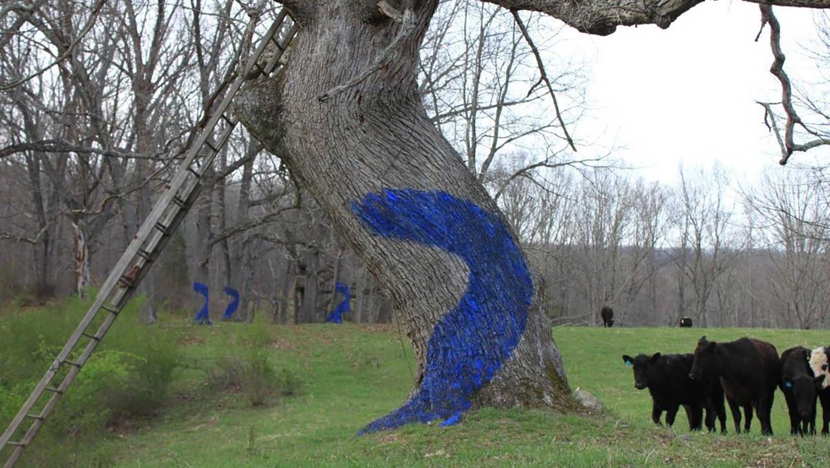 Cows next to blue painted tree