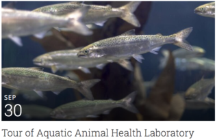 Tour of Aquatic Animal Health Laboratory with fish image