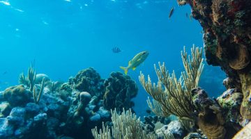 Image of deep ocean coral and fish.