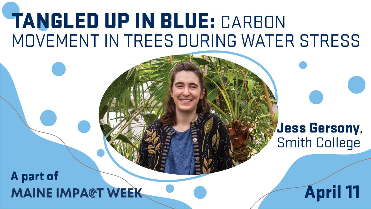 A person standing in a garden with overlay text that says, "Tangled up in Blue: Understanding carbon movement in trees during water stress. April 11. A part of Maine Impact Week