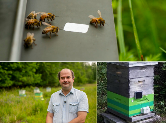 Three image collage - close up of honeybees on a black surface, man in a blue shirt standing in the foreground of a field with beehives, a beehive with a sensor on the front