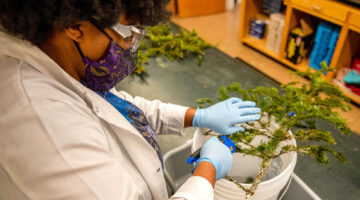 A student wearing gloves and a mask holds a branch sample in UMaine's spruce budworm testing lab