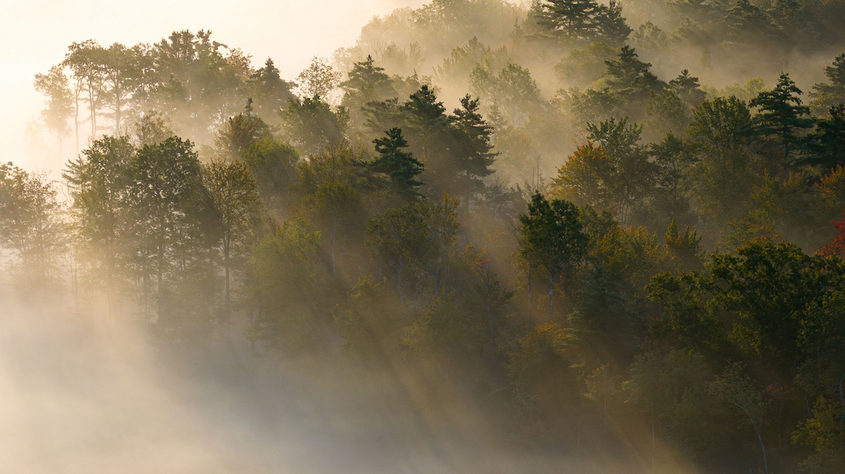 Sunlight filters over mist covered trees - aerial perspective