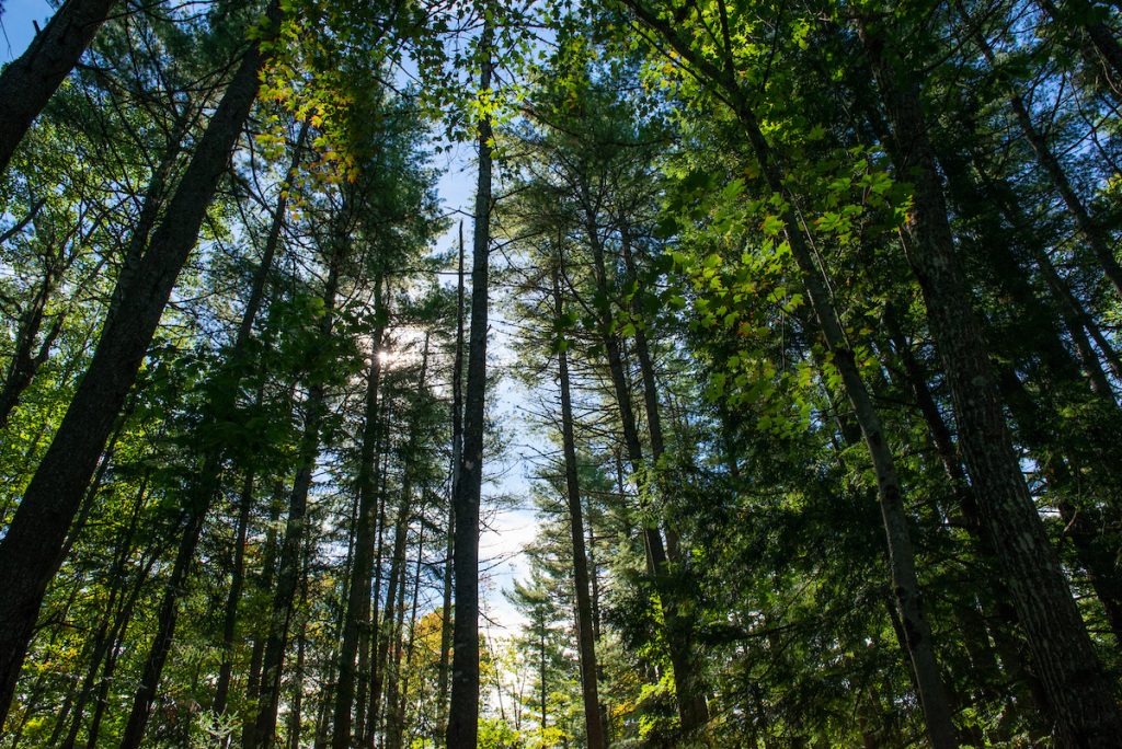 Forest canopy in University forest