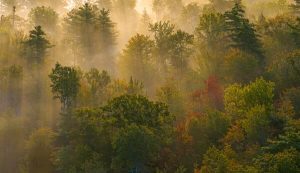 A photo of a foggy forest in fall