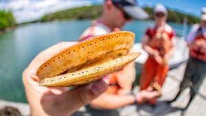 A photo of a scallop being held by a hand on a dock in Maine