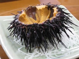 Picture of a Sea Urchin