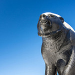 close up black bear statue photo