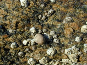 New England high intertidal community