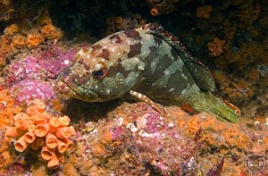 Spotted grouper courtesy of O Aburto-Oropeza, first published @ http://newswatch.nationalgeographic.com/
