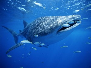 whale-shark by B Skerry