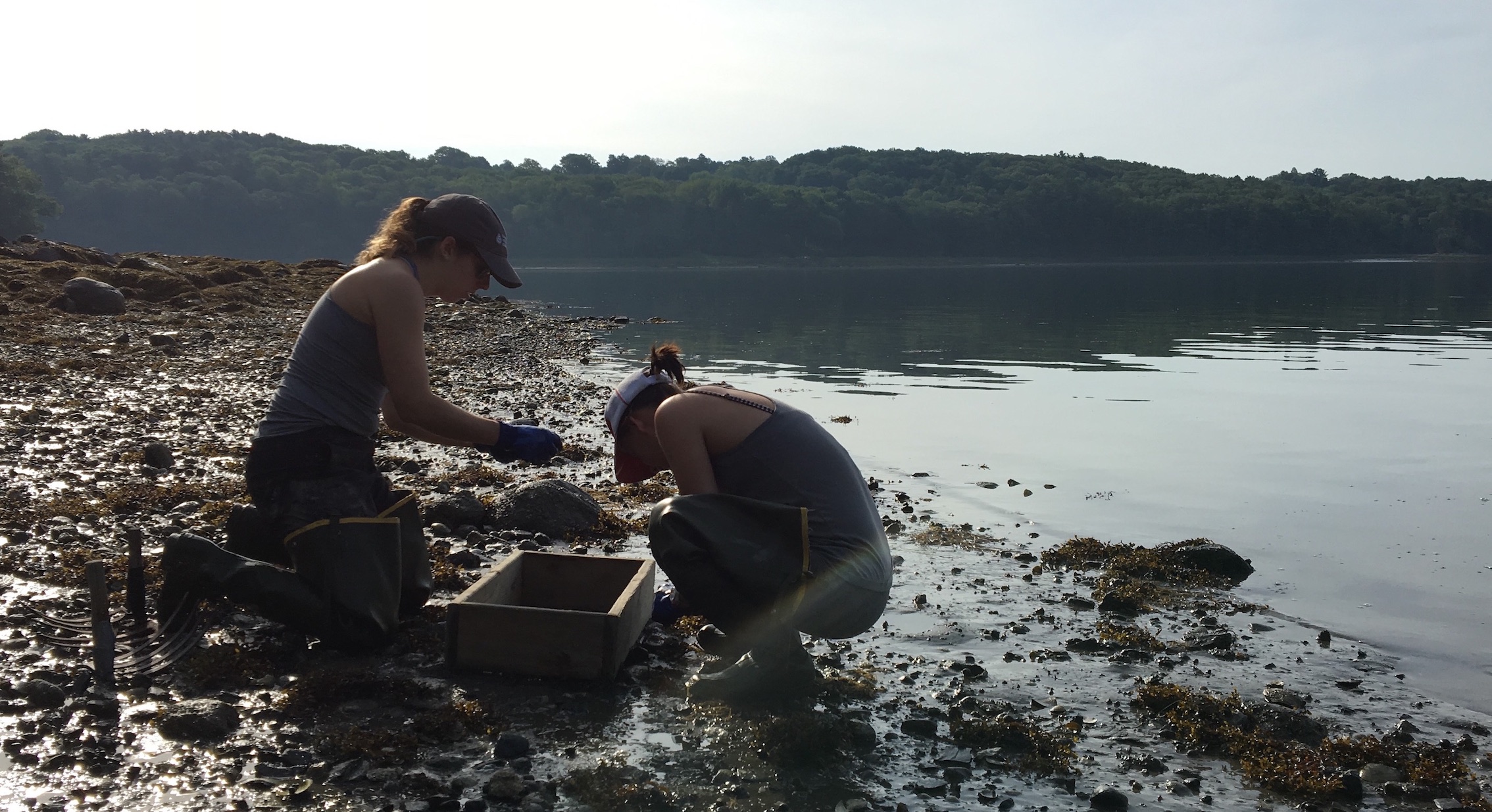 Students sampling clams on mudflat