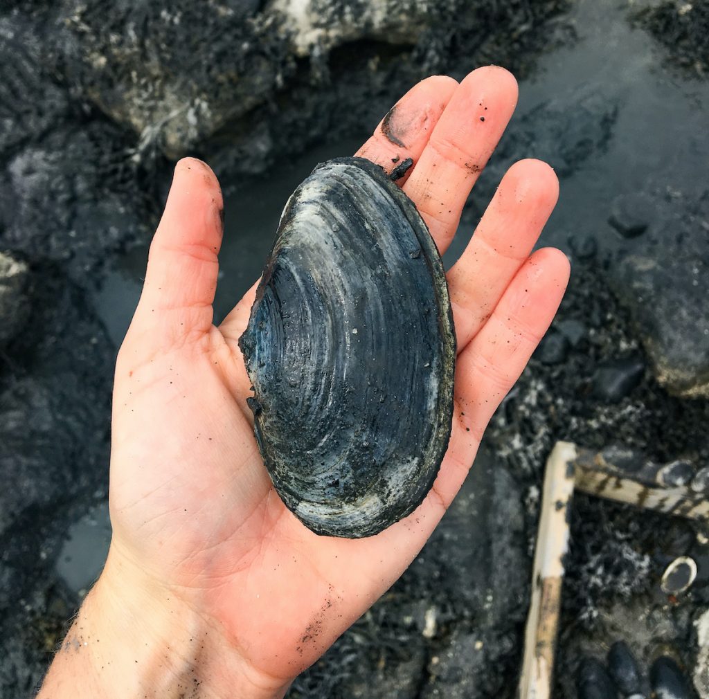Soft shell clam taken by K Pellowe