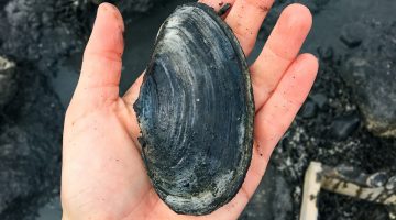 Soft shell clam taken by K Pellowe