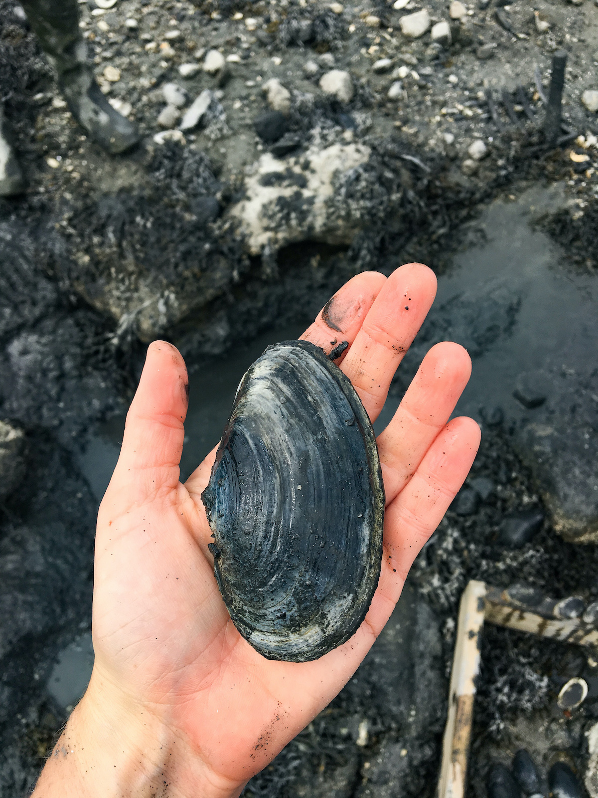 Soft shell clam taken by K Pellowe