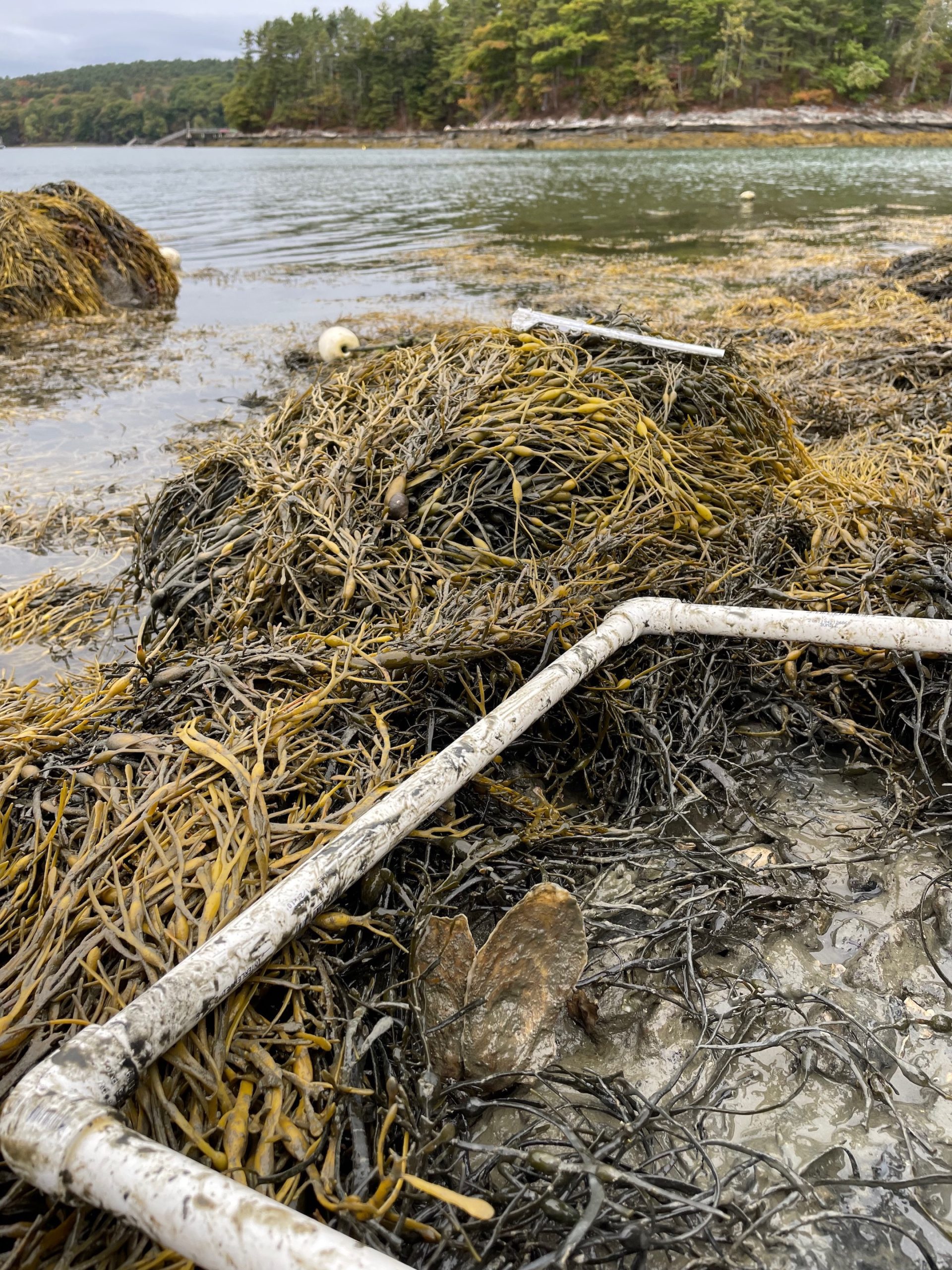 Quadrat in rocky intertidal zone