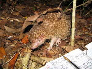 Greater Hedgehog Tenrec, Madagascar