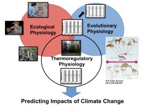 A diagram showing the connections between ecological physiology, evolutionary physiogy, thermal physiology, and how they lead to predicting the impacts of climate change.