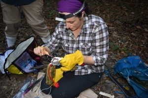 Danielle wearing thick leather gloves and using a caliper to measure a squirrel held in a handling bag.