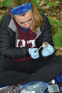 Marissa measuring the foot length of a small mouse held in her gloved hands.