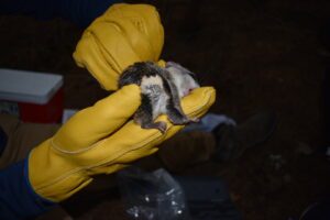 A flying squirrel biting down on a leather work glove while a student attempts to grab it.
