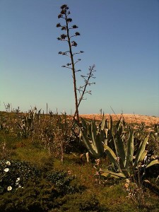 Agave americana