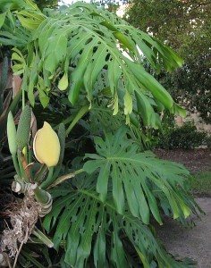 philodendron