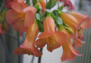 Kalanchoe