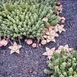 Stapelia lepida