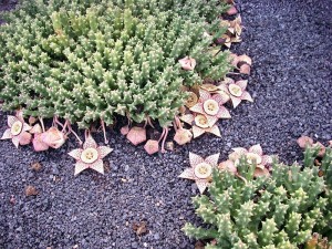 Stapelia lepida