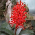 Aechmea miniata